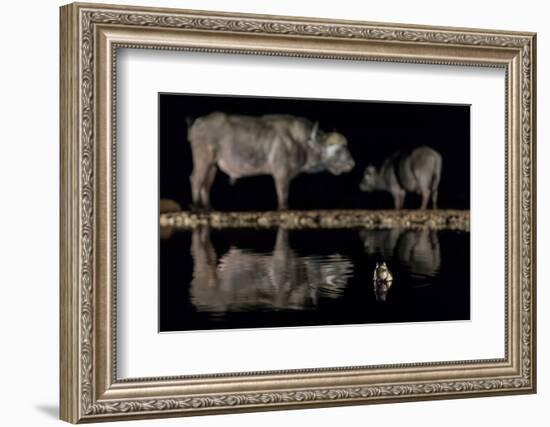 Frog in waterhole with two Cape buffalo in background-Ann & Steve Toon-Framed Photographic Print