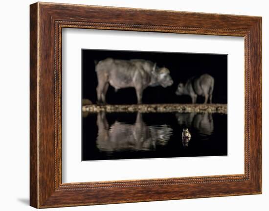 Frog in waterhole with two Cape buffalo in background-Ann & Steve Toon-Framed Photographic Print