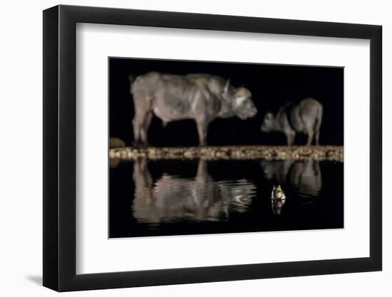 Frog in waterhole with two Cape buffalo in background-Ann & Steve Toon-Framed Photographic Print