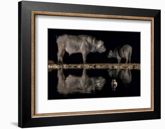 Frog in waterhole with two Cape buffalo in background-Ann & Steve Toon-Framed Photographic Print