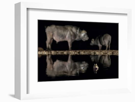 Frog in waterhole with two Cape buffalo in background-Ann & Steve Toon-Framed Photographic Print