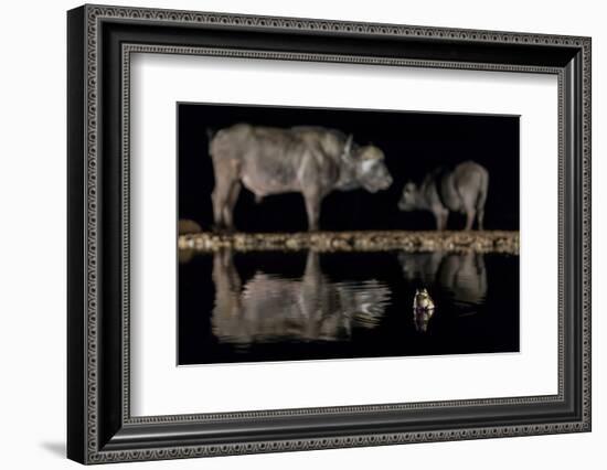 Frog in waterhole with two Cape buffalo in background-Ann & Steve Toon-Framed Photographic Print