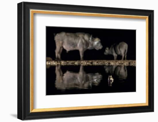 Frog in waterhole with two Cape buffalo in background-Ann & Steve Toon-Framed Photographic Print