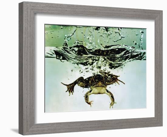 Frog Jumping Into an Aquarium-Gjon Mili-Framed Photographic Print