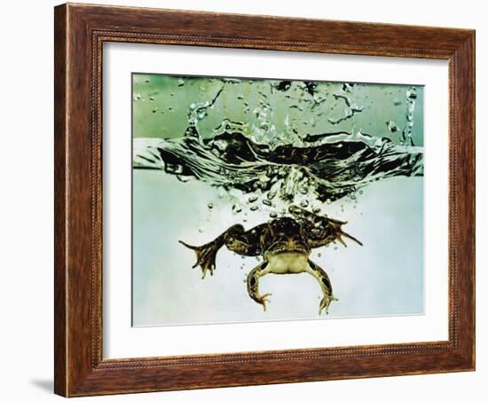 Frog Jumping Into an Aquarium-Gjon Mili-Framed Photographic Print