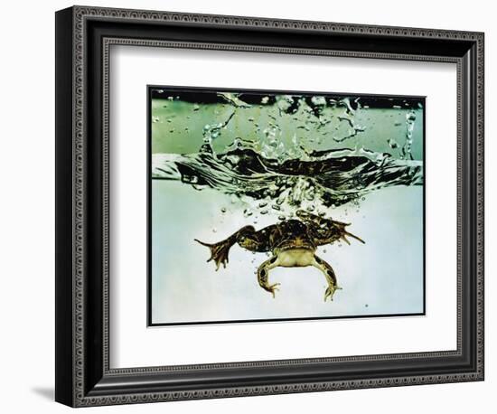 Frog Jumping Into an Aquarium-Gjon Mili-Framed Photographic Print