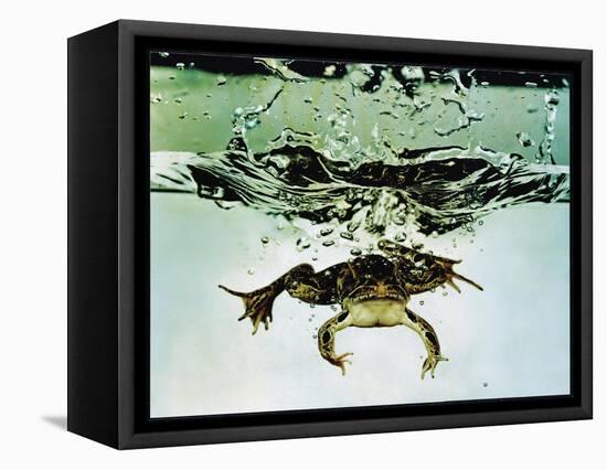 Frog Jumping Into an Aquarium-Gjon Mili-Framed Premier Image Canvas