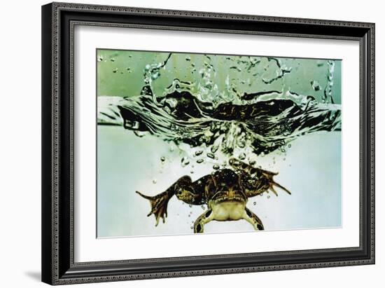 Frog Jumping Into an Aquarium-Gjon Mili-Framed Giclee Print