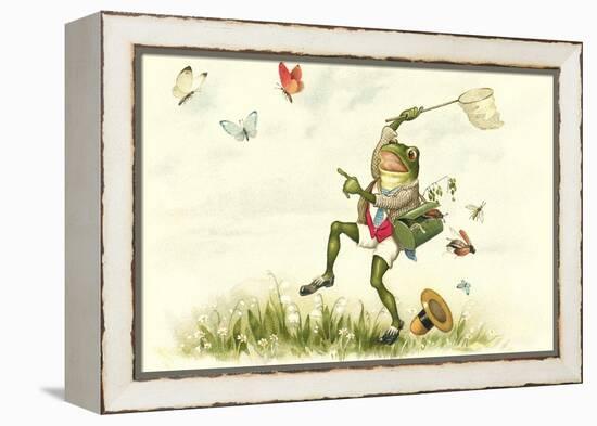 Frog Lepidopterist-null-Framed Stretched Canvas