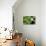 Frog Living Room-Michael Blanchette Photography-Photographic Print displayed on a wall