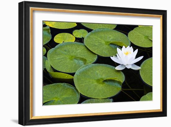 Frog Living Room-Michael Blanchette Photography-Framed Photographic Print