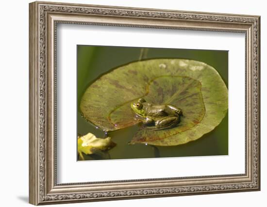 Frog on a Lily Pad at a Pond in Amador County, California-John Alves-Framed Photographic Print