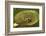 Frog on a Lily Pad at a Pond in Amador County, California-John Alves-Framed Photographic Print