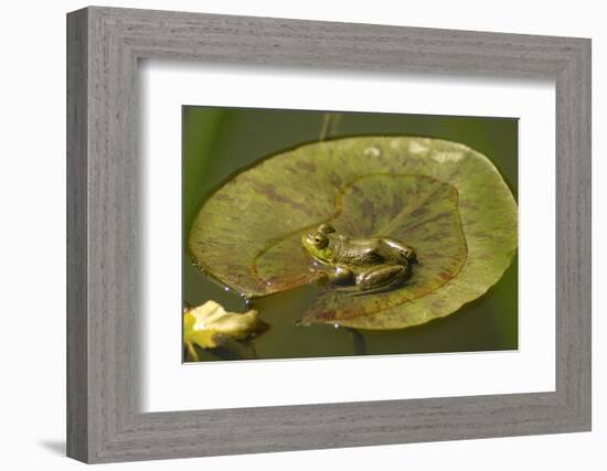 Frog on a Lily Pad at a Pond in Amador County, California-John Alves-Framed Photographic Print