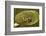 Frog on a Lily Pad at a Pond in Amador County, California-John Alves-Framed Photographic Print