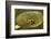 Frog on a Lily Pad at a Pond in Amador County, California-John Alves-Framed Photographic Print