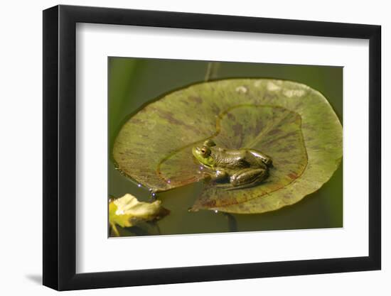 Frog on a Lily Pad at a Pond in Amador County, California-John Alves-Framed Photographic Print