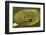 Frog on a Lily Pad at a Pond in Amador County, California-John Alves-Framed Photographic Print