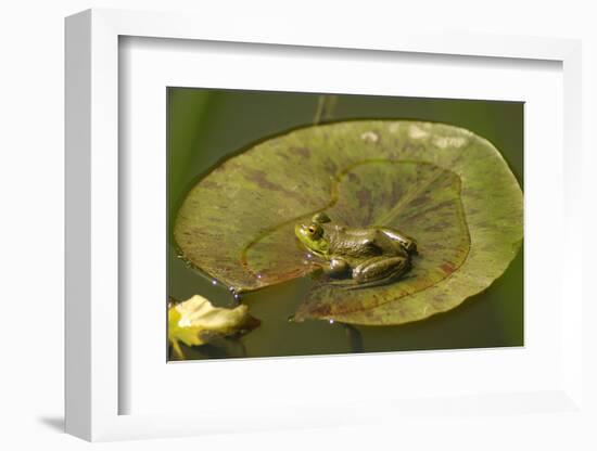 Frog on a Lily Pad at a Pond in Amador County, California-John Alves-Framed Photographic Print