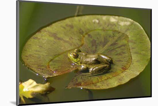 Frog on a Lily Pad at a Pond in Amador County, California-John Alves-Mounted Photographic Print