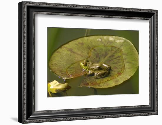 Frog on a Lily Pad at a Pond in Amador County, California-John Alves-Framed Photographic Print