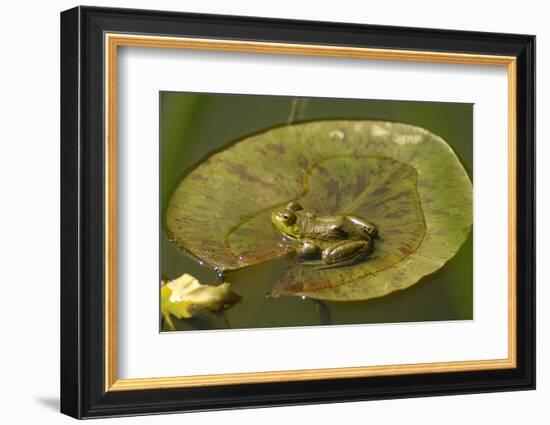Frog on a Lily Pad at a Pond in Amador County, California-John Alves-Framed Photographic Print