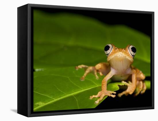 Frog on Leaf, Madagascar-Edwin Giesbers-Framed Premier Image Canvas