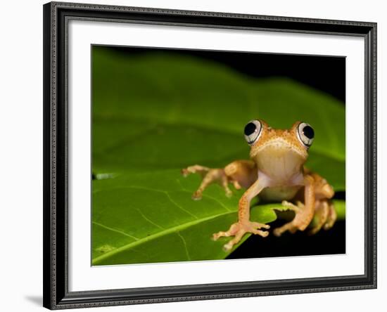 Frog on Leaf, Madagascar-Edwin Giesbers-Framed Photographic Print