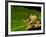 Frog on Leaf, Madagascar-Edwin Giesbers-Framed Photographic Print