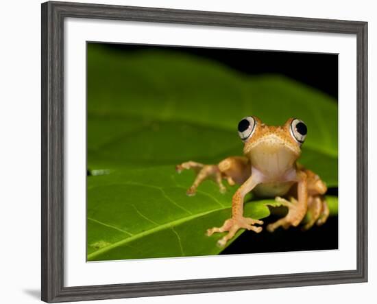 Frog on Leaf, Madagascar-Edwin Giesbers-Framed Photographic Print