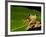 Frog on Leaf, Madagascar-Edwin Giesbers-Framed Photographic Print