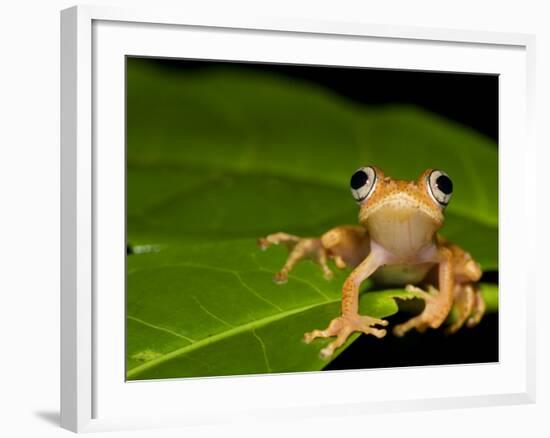 Frog on Leaf, Madagascar-Edwin Giesbers-Framed Photographic Print