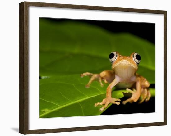 Frog on Leaf, Madagascar-Edwin Giesbers-Framed Photographic Print