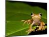 Frog on Leaf, Madagascar-Edwin Giesbers-Mounted Photographic Print