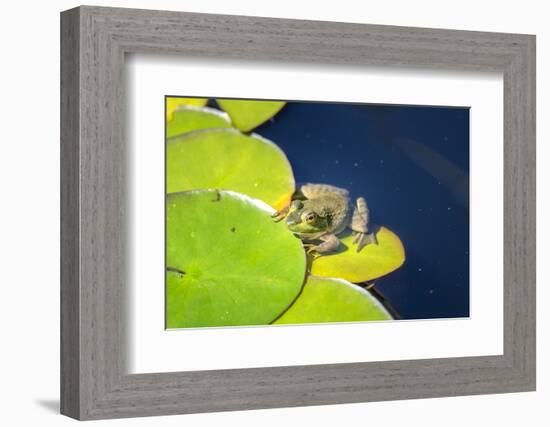 Frog On Lily Pad, Usa-Lisa S. Engelbrecht-Framed Photographic Print