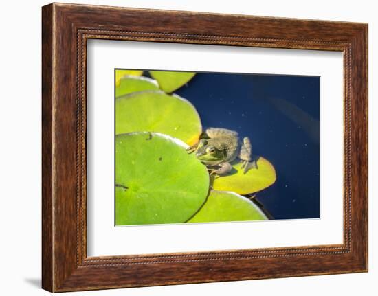 Frog On Lily Pad, Usa-Lisa S. Engelbrecht-Framed Photographic Print