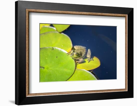 Frog On Lily Pad, Usa-Lisa S. Engelbrecht-Framed Photographic Print