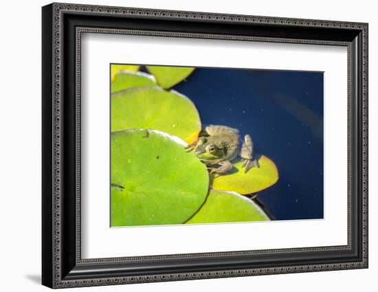 Frog On Lily Pad, Usa-Lisa S. Engelbrecht-Framed Photographic Print