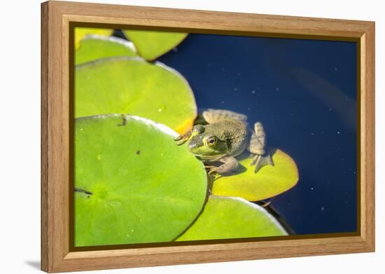 Frog On Lily Pad, Usa-Lisa S. Engelbrecht-Framed Premier Image Canvas