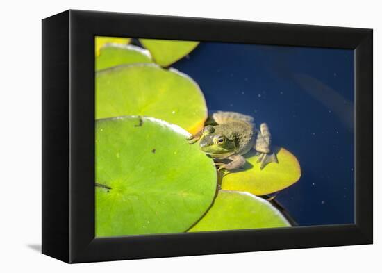 Frog On Lily Pad, Usa-Lisa S. Engelbrecht-Framed Premier Image Canvas