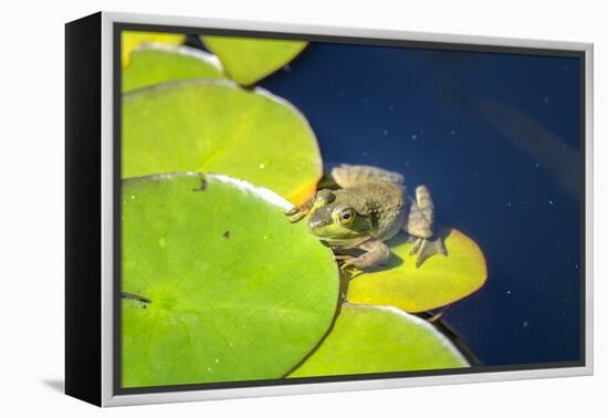 Frog On Lily Pad, Usa-Lisa S. Engelbrecht-Framed Premier Image Canvas