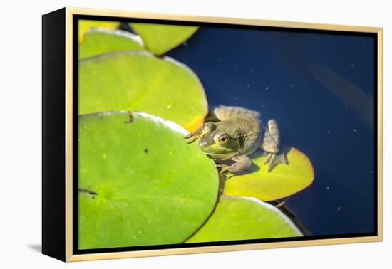 Frog On Lily Pad, Usa-Lisa S. Engelbrecht-Framed Premier Image Canvas