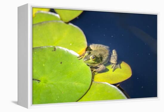 Frog On Lily Pad, Usa-Lisa S. Engelbrecht-Framed Premier Image Canvas