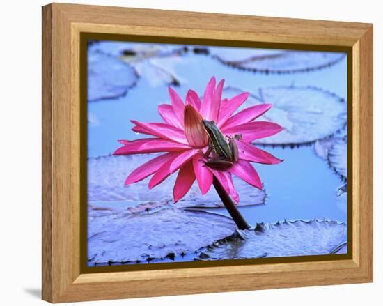 Frog on water lily in pond-Fadil-Framed Premier Image Canvas