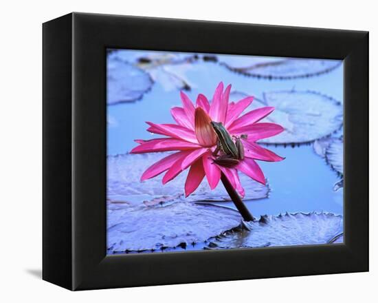 Frog on water lily in pond-Fadil-Framed Premier Image Canvas