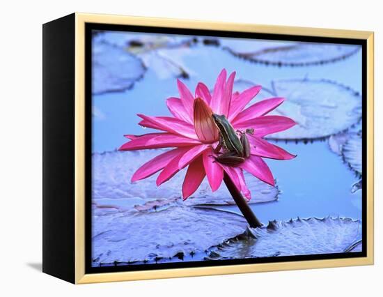 Frog on water lily in pond-Fadil-Framed Premier Image Canvas