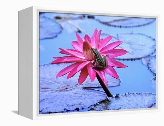 Frog on water lily in pond-Fadil-Framed Premier Image Canvas