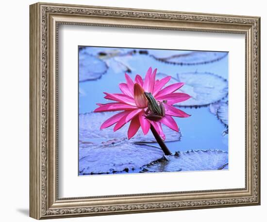 Frog on water lily in pond-Fadil-Framed Photographic Print