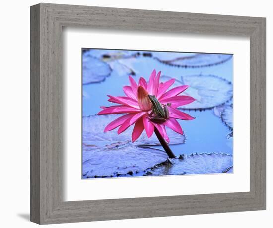 Frog on water lily in pond-Fadil-Framed Photographic Print