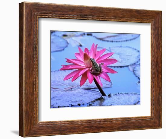 Frog on water lily in pond-Fadil-Framed Photographic Print